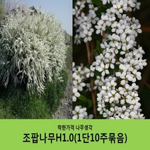 착한가격 나무생각 조팝나무 묶음모음, 조팝나무H1.0(1m) 10주묶음