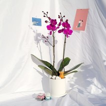꽃필라나 호접란 만천홍 서양란 미니호접란 생화 농장직송, 신소재화분