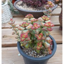 늘꽃다육 언성. 키우기쉬운국민다육 다육식물 다육 다육이 화분