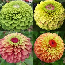 고급종 백일홍 퀸시리즈 (종자 꽃씨앗 / 10립), 레드라임