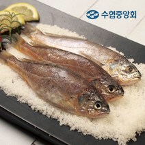 수협 영광 굴비 대장대 50미(미당 70g), 1