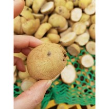 씨감자 수미감자씨 홍감자모종 텃밭씨앗소량판매 [소독후발송], 수미씨감자1Kg, 1개