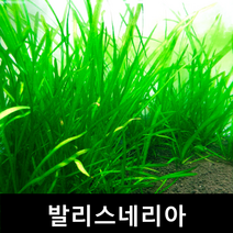 발리스네리아 (3개) 초보자수초 자연수초 부상수초 수초맛집 수초의모든것 수초몰 득템수초 수초농장 수초 수초전문 음성수초 초보수초 인기수초 구피 치어 은신처
