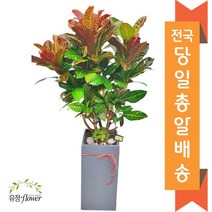 고급 대형화분 개업 축하 화분 전국 당일배송, 09. 크로톤