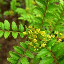 산초나무/실생1년(10주묶음)묘목/c1631, 10개