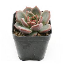 갑조네 샬롯 샬룻 미니다육이 다육식물 선인장