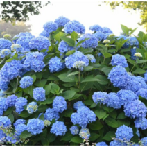 수국 엔드리스썸머 [1포트] 오리지널 (복남이네야생화 여름 야생화 모종 파란수국 꽃나무 hydrangea macrophylla endless summer original blue)