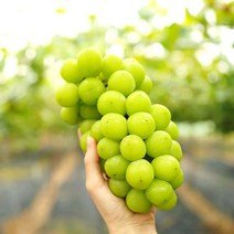 샤인머스켓 씨없은 망고 포도 청포도 샤인머스캣, 실속 2kg(4-6수)