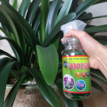 풍란 호접란 영양제 동양난 서양난 대엽풍란 비료 소엽풍란 난초 카틀레아 석곡 막실라리아 난영양제, 하이피아 500ml