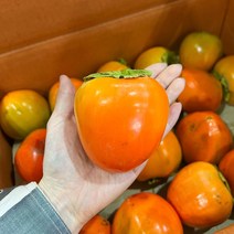 22년 대봉 대봉감 대봉시 곶감용감, 대봉감 4.5kg 중~중소과 (20과수내외)