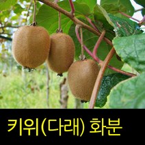 순희농장 다래나무묘목 일세다래 빨강다래 포트, 1개, 다래검정포트