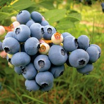 목하원예조경 블루베리 나무 묘목 뉴하노버 4년생 결실주