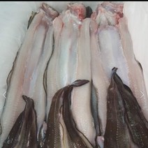 통영 바다장어 중/대 1kg(손질후 800g)-오후3시까지 주문시 당일발송), 중장어3-4마리, 실중량800g