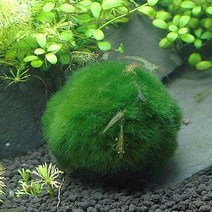 (특가)모스볼 (5~8cm) - (마리모 어항수초), 1개