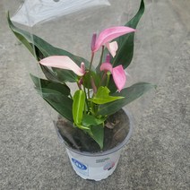 봄바람가든 안시리움 지저우 꼼꼼한포장 공기정화식물