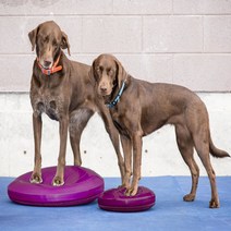 Fitpaws 핏포즈 강아지 훈련 노견 슬개골 디스크 뒷다리 재활 운동 짐볼 Balance Disc, Balance Disc (55cm), 라즈베리
