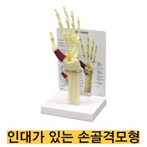 미국산/손골격모형 G192/손골격 인대 약간의 근육과 손목터널증후군 표현