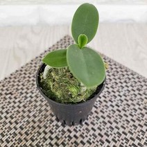 대엽 풍란 소형란 키우기 고급동양란, 상품선택