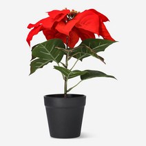 [플라잉타이거]XMAS 포인세티아 화분 F3042225__XZZ