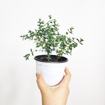 대성식물 유칼립투스 비염에좋은 공기정화식물 실내화분 플랜테리어 10cm, 1개