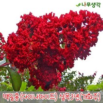착한가격나무생각 백일홍(다이나마이트) 삽목3년(개화주), 주