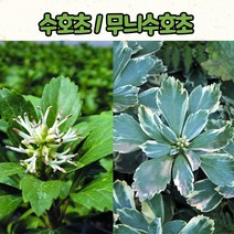 4치 포트 수호초/무늬 수호초 모종/ 부귀초 노지월동 조경용 지피 상록식물, 무늬 수호초 4치포트