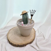 선인장 다육식물 토분 미니용신목 백운각 용비 선인장 토분 밀집모자 장식삽포함, 1개, 용신목 밝은토분