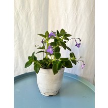 7900 보라빛 사랑초 삭소름 중품 15~25cm, 1개