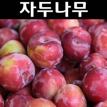 자두(왕자두) 접목1년(뿌리) 1개/나무 묘목/과실수/유실수