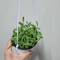 바나나콩란 걸이분40