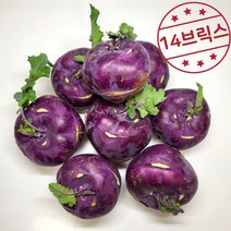 콜라비 제주 산지직송 14브릭스 고당도 제철 초당 콜라비 효능 손질 요리 먹는법, 콜라비 15kg