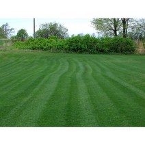 정원 가든 펜션 공원 축구장등에 들어가는 잔디 켄터키블루그라스 씨앗 10L 파종가능