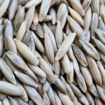 귀리 새싹 재배 씨앗 국내산 수경 재배 새싹 키우기 3kg