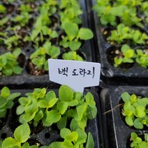[모종모종]백도라지 모종 (100구 트레이)(토종도라지)(약도라지)