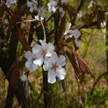[가산원예조경] 산벚나무 실생2년 30주묶음