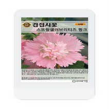 겹접시꽃 스프링셀러브리티즈 핑크 씨앗 10립 겹접시꽃 꽃씨 두리 씨앗