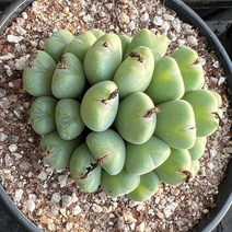 올식스 빌로붐, 1개