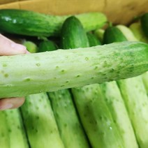 못난이 백오이 백다다기 10kg, 1박스