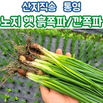 산지직송 통영 쪽파 흙쪽파 깐쪽파 실파 1kg 3kg, 깐쪽파_1kg