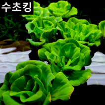 수초킹 목련물배추 1개 (부상수초) 키우기 쉬운