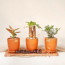 1+1 키우기 쉬운 실내 공기정화식물 선물용 반려식물 14종 바소 토분(+화분받침) 금전수 로즈마리 유칼립투스 율마 고무나무 몬스테라 산세베리아 스투키 파키라, 07_몬스테라, 14_파키라(목대3)