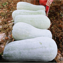 동과 동과차 동아호박 동아박 열매, 동과 5kg