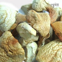 아가리쿠스버섯 500g, 국산 아가리쿠스버섯 1kg