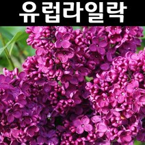 신품종 유럽라일락(사라샌드) 접목2년(뿌리) 1개/나무 묘목/조경/관상수