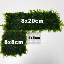 수초 삼각모스(자와모스)활착판(8x20cm) 음성수초 키우기, 6.대봉황모스8x8cm