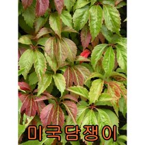 미국담쟁이 덩굴나무 포트묘10그루 나무묘목 과실수 꽃나무 조경수 관목