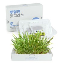 투명한 캣그라스 수경재배세트 고양이용품, 1개, 중형
