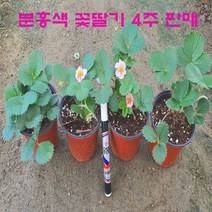 *분홍색 꽃딸기 12cm 컵포트 모종 4주 판매., <분홍색 꽃딸기 모종 4주>” class=”wr-img”></a></div></div></div></div><div class=