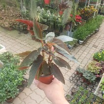 10~30cm 35 목베고니아 소품 반려식물