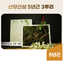 부모님 선물 효도 산양산삼 장뇌삼 황절삼 산양삼 강원도 야생삼 자연산삼 어른 명절 선물 5년근 3뿌리세트